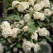 Viburnum plicatum 'Rotundifolium' 30-40 cm 3,0L