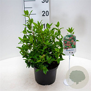 Viburnum tin. 'Eve Price' 25-30 cm 3,5L