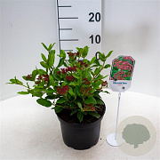 Viburnum tin. 'Gwenllian' 25-30 cm 3,5L