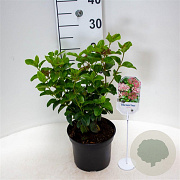 Viburnum tin. Lisarose 25-30 cm 3,5L