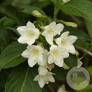Weigela 'Candida' 30-40 cm 3,0L