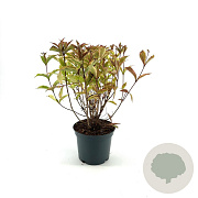 Weigela florida Moulin Rouge 30-40 cm 3,0L