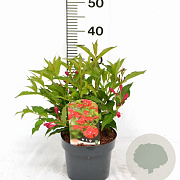 Weigela 'Red Prince' 30-40 cm 3,0L