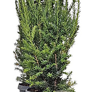 Taxus media 'Hillii' 60-80 cm 4,0L