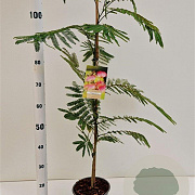 Albizia julibr. Ombrella 80-100 cm 3,0L