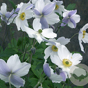 Anemone Wild Swan GM P9