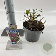 Buddleja Free Petite Dark Pink 20-25 cm 2,0L