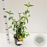 Cornus mas 40-50 cm 3,0L