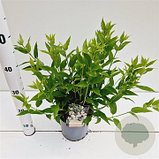 Deutzia gracilis 25-30 cm 2,5L