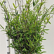 Fargesia nitida 'Black Pearl' 100-125 cm 5,0L