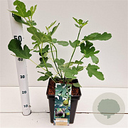 Ficus car. 'Brown Turkey' 50-60 cm 5,0L