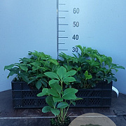 Helleborus orientalis GM P9 BIO
