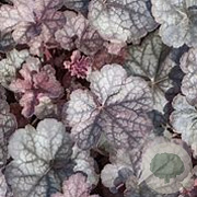 Heuchera 'Regina' GM P9 BIO