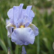 Iris (G) 'Springtime Madonna' GM P9
