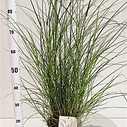 Miscanthus sin. 'Kleine Silbersp.' 60-80 cm 4,0L