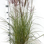 Miscanthus sin. 'Red Chief' 60-80 cm 4,0L