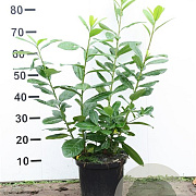 Prunus l. 'Novita' 60-80 cm 5,0L