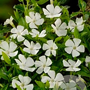 Vinca minor 'Elisa' GM P9