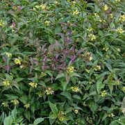 Diervilla lonicera GM C1.3