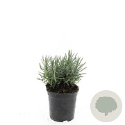 Lavandula ang. 'Munstead' GM C1.3
