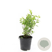 Philadelphus 'Manteau d'Hermine' GM C1.3