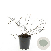 Potentilla f. 'Elizabeth' GM C1.3