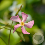 Trachelospermum jasminioides 'Star of Sicily' 100-125 cm 3,0L Gestokt