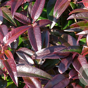 Leucothoe Carinella 40-50 cm 13L