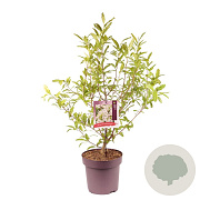 Magnolia stellata 80-100 cm 13L