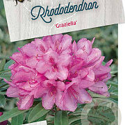Rhododendron (AP) 'Graziella' 30-35 cm 5,0L