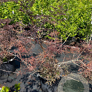Sambucus nigra Black Lace 80-100 cm 3,0L