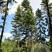 Abies grandis 250-300 cm draadkluit solitair