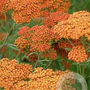 Achillea 'Feuerland' GM P9 BIO