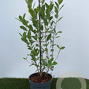 Aronia melanocarpa 'Hugin' 50-60 cm 3,0L