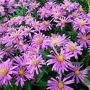 Aster amellus 'Dr Otto Petschek' GM P9 BIO