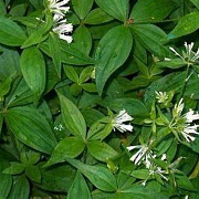 Asperula taurina GM P9 BIO