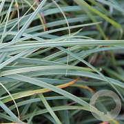 Carex flacca 'Buis' GM P9 BIO