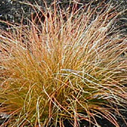 Carex testacea GM P9 BIO