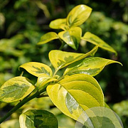 Cornus alternifolia 'Wstackman' 150-175 cm draadkluit struik