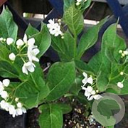 Cynanchum ascyrifolium GM P9 BIO