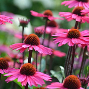 Echinacea 'Sensation Pink' GM P9 BIO