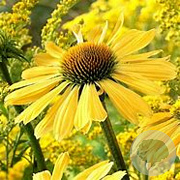 Echinacea Sunseekers Yellow GM P9 BIO