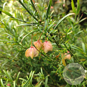Euonymus nanus turkestanicus 40-50 cm 3,0L