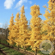 Ginkgo bil. 'Menhir' 100-120 cm met kluit