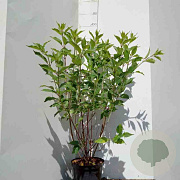 Hydrangea pan. 'Kyushu' 60-80 cm 5,0L