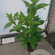 Hydrangea pan. 'Phantom' 60-80 cm 5,0L