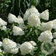 Hydrangea pan. 'Phantom' 80-100 cm 5,0L