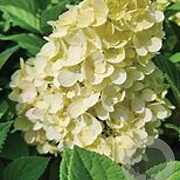 Hydrangea pan. 'Unique' 50-60 cm 5,0L