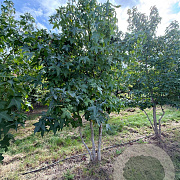 Liquidambar styraciflua 250-300 cm draadkluit meerstammig 350-400 diameter