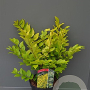 Ligustrum 'Vicaryi' 175-200 cm draadkluit struik op Stam